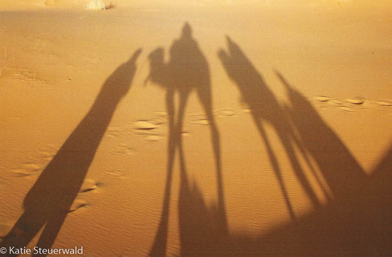 Camels Sahara